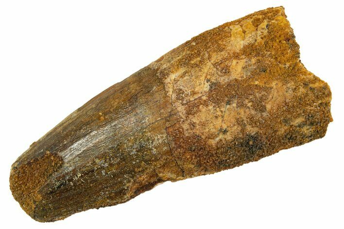 Fossil Spinosaurus Tooth - Feeding Worn Tip #344528